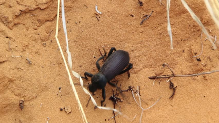 A desert beetle walking across the dry sand