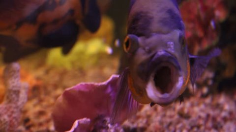 Astronotus fishes in aquarium