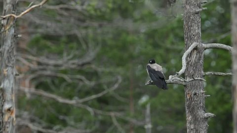Hooded Crow, Corvus cornix, black and grey bird sitting on the branch, Oulu, Finland