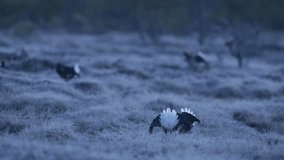 Black grouse lek in the bog night with forest in the background, Sweden 