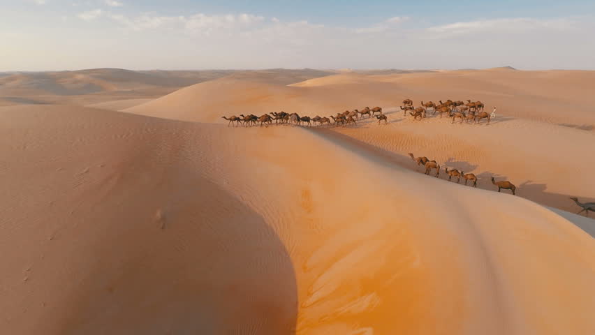 Group of camels being herded over sand dunes in the Arabian desert Royalty-Free Stock Footage #12045998