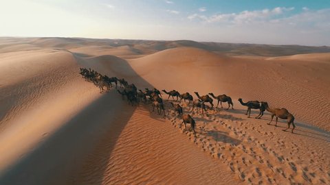 Group of camels being herded over sand dunes in the Arabian desert