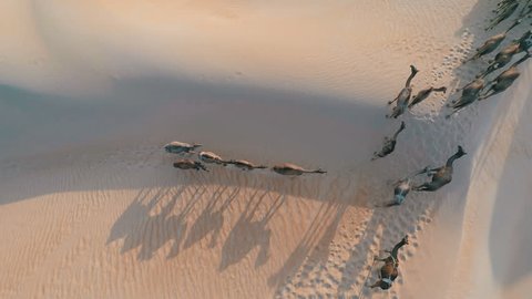 Top down view of a group of camels on sand dune with long shadows
