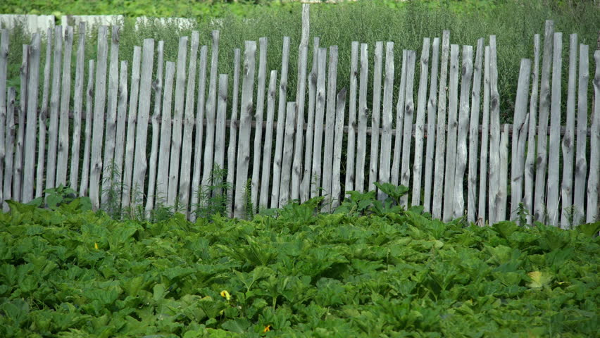 Old wooden rustic fence. Background. Burdock. Long panorama