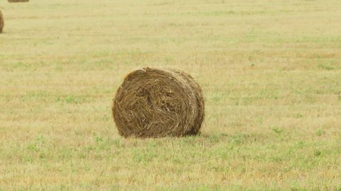 Haystack. Hay wrapped in a haystack of lies all over the field.