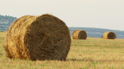 Field with the hay. Hay wrapped in a haystack of lies all over the field.