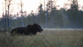 brown bear resting in the bog after sunset