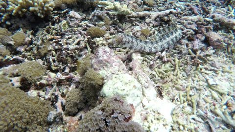 White stripped murena on Coral reef, underwater snorkeling scene Bali, Nusa Penida