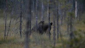 brown bear resting in the bog