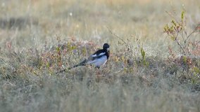 magpie in the bog