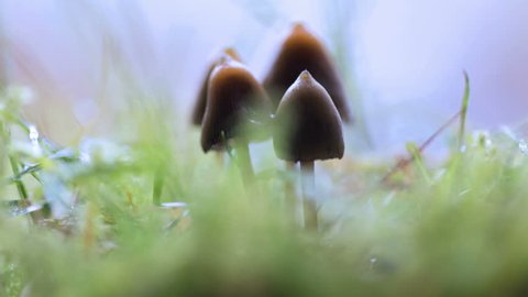 Psilocybin magic psychedelic mushrooms growing in grass macro rotating 4k