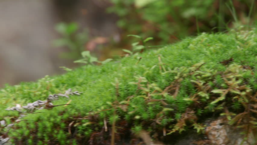 Eurasian Nuthatch bird in beautiful forest feeding foraging fly away