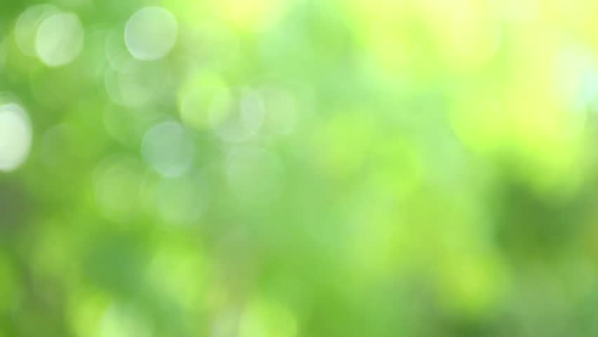 Nature Blurred Green Background. Beautiful Stock Footage Video (100%