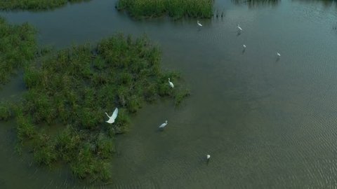 AERIAL, flying over birds in the lake, SLOW MOTION. Flying birds egrets, herons and ibises over the lake and reeds.