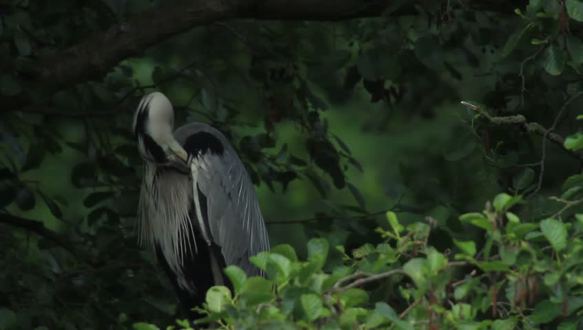 Grey heron cleaning feathers