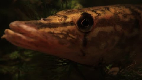 Head of a Northern Pike