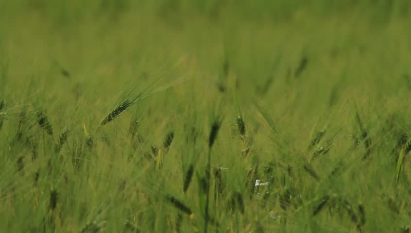 A field of barley