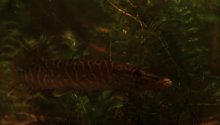 Northern pike waiting for prey