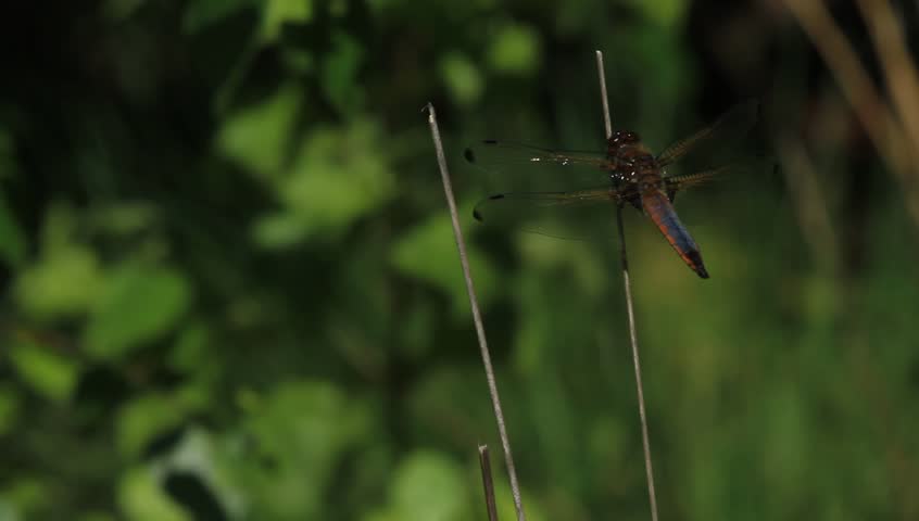Dragonfly taking a sunbath