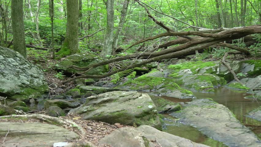 Shenandoah national park forest creek