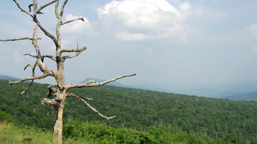 dead tree Shenandoah national park forest pan