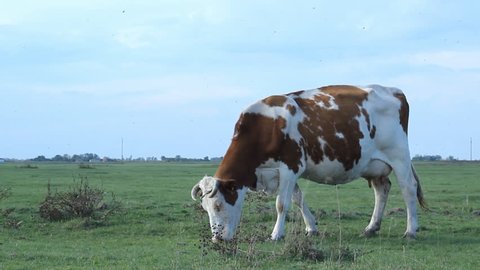 Cow grazing on green grass