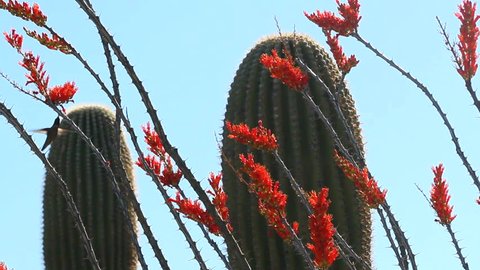 Hummingbird feeds on blooming, bright orange ocotillo flowers swaying on tall stalks in front of saguaro cactus. 1080p