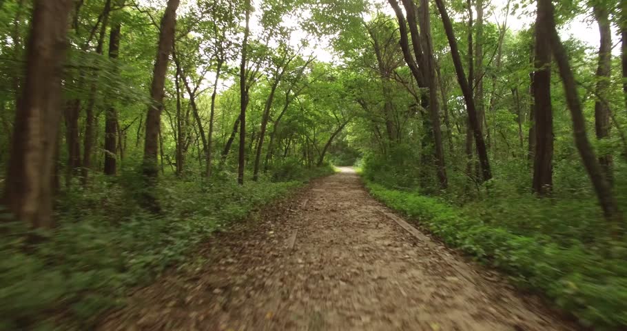 Path in Trees
