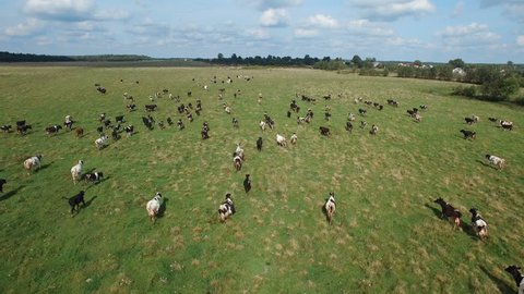 aerial view of herd of cows at summer green field in Russia