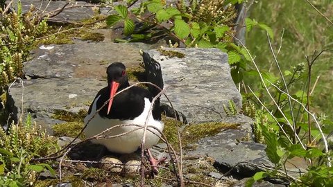 Oystercatcher settles down on eggs on top of a stone wall