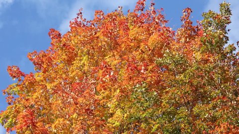 wind stirs vivid maple leaves