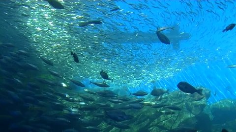 Dynamic underwater background. Fish schools swimming in aquarium tank, Japan
