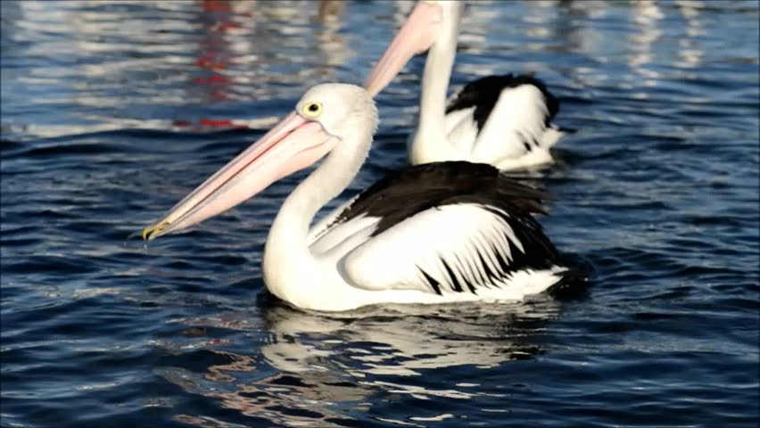 Pelican Diving Feeding On Local Stock Footage Video 100 Royalty Free 12079997 Shutterstock