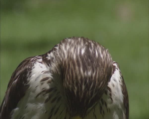 Ferruginous Hawk, buteo regalis - on camera