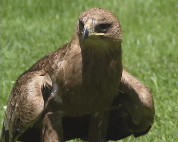 Steppe eagle (Aquila nipalensis) - on camera