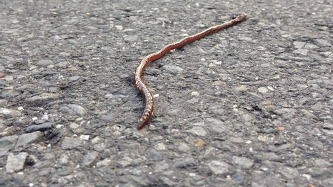 Crawling earthworm on the road