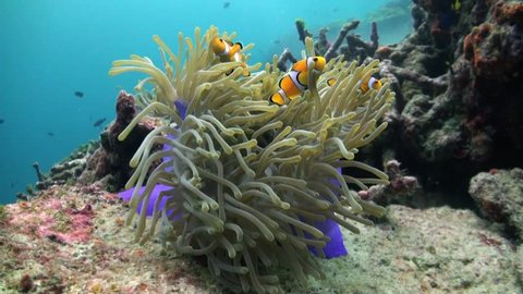 4 Western ( false ) clownfish dart in and out of bright purple magnificent anemone tentacles. Clip shot on tripod, includes three (3) zoom stages: full anemone, halfway in, then close up