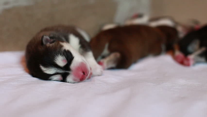 puppy moving in sleep