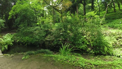 In Batumi Botanical Garden pond with Japanese mirror carp