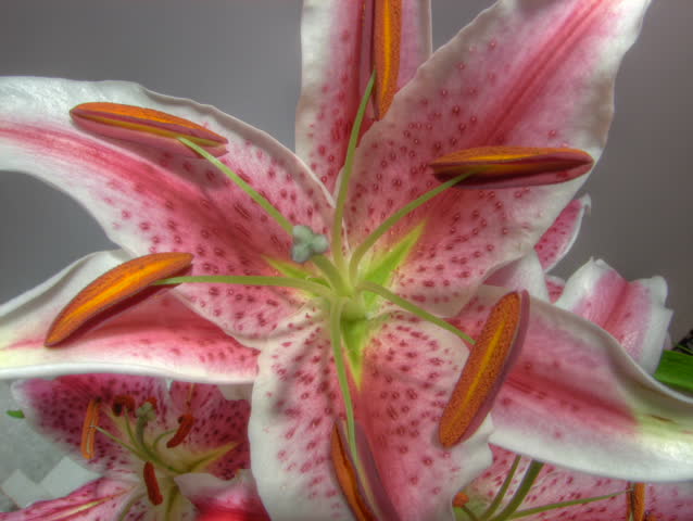 Time lapse of white Lily flowering, macro shot, high dynamic range imaging (HDR)