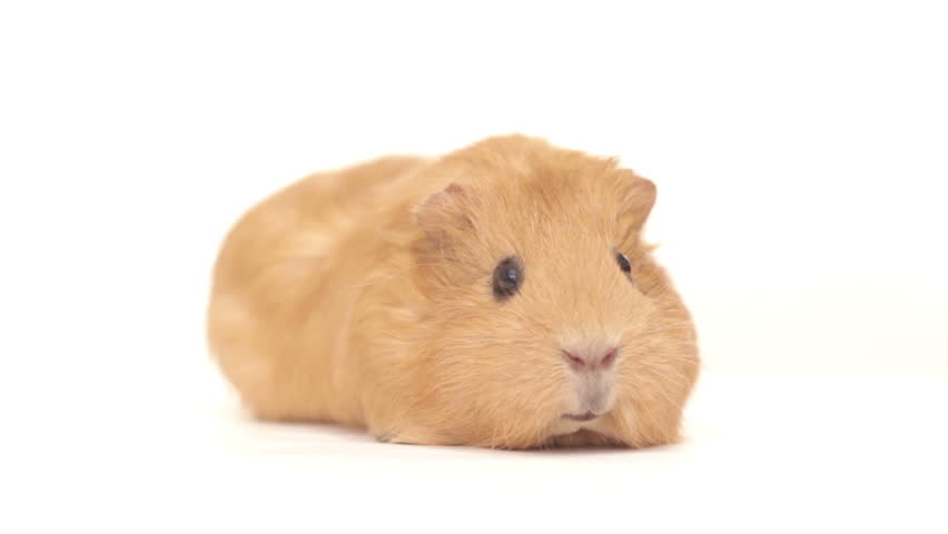 Golden guinea pig on a white background