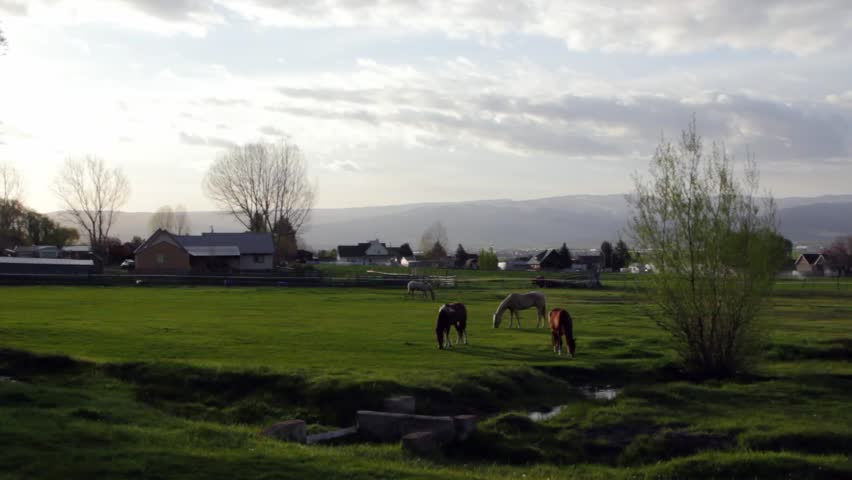 Horse grazes in pasture