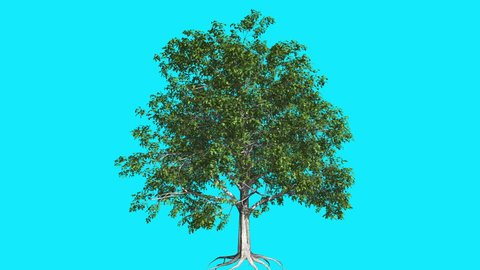 European Beech, Chromakey, Tree, Chroma Key, Alfa, Alfa Channel, Blue Screen, Swaying Tree, Wind,Branches, Leaves, Breeze, Shadows, Sunny, Outdoors, Studio, Computer Generated, Animation