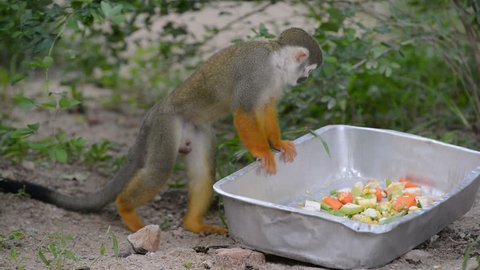 Squirrel monkey eat fruit