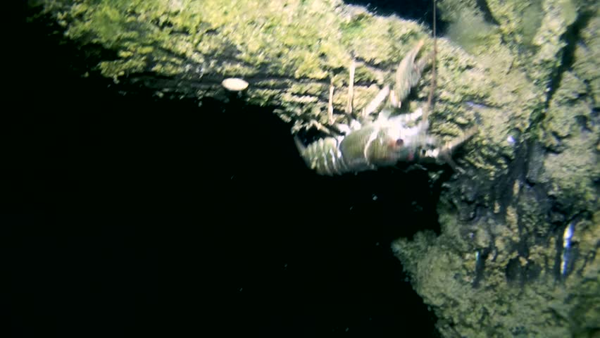 Cancer is crawling on a tree trunk in the flooded forest, night
