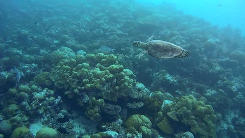 hawksbill sea turtle (Eretmochelys imbricata) on coral reef in  Indian Ocean, Maldives 
