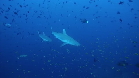 Two Grey reef sharks (Carcharhinus amblyrhynchos) and school of Eagle ray swim in the blue water near coral reef, Indian Ocean, Maldives   
