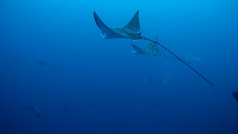 Two of Eagle Ray fish - swim in the blue depth. Indian Ocean, Maldives   
