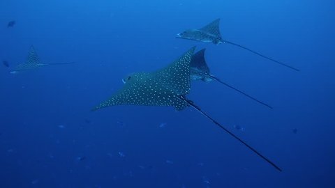 Three of Eagle Ray fish - swim in the blue depth. Indian Ocean, Maldives   
