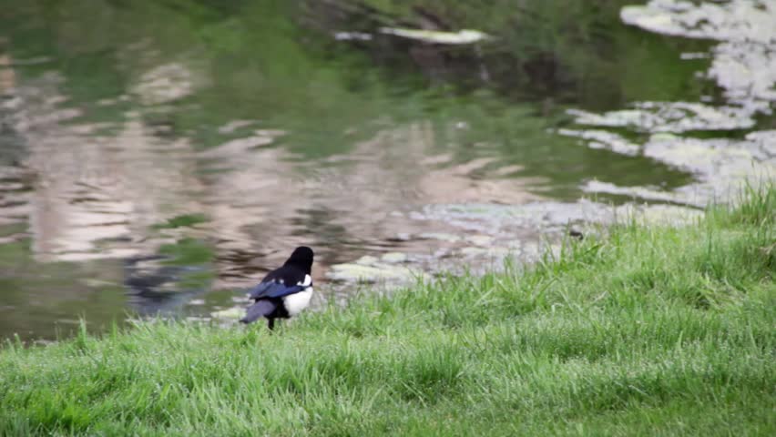 A magpie by a pond